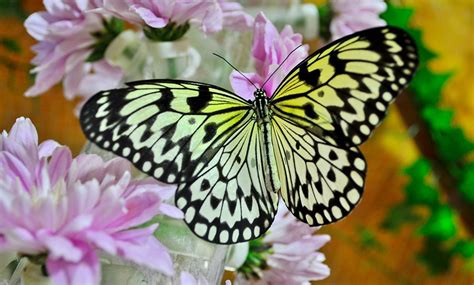 Dubai Butterfly Garden in - Dubai | Groupon