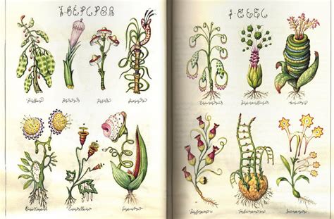 Luigi Serafini | Luigi serafini, Ernst haeckel art, Botanical art