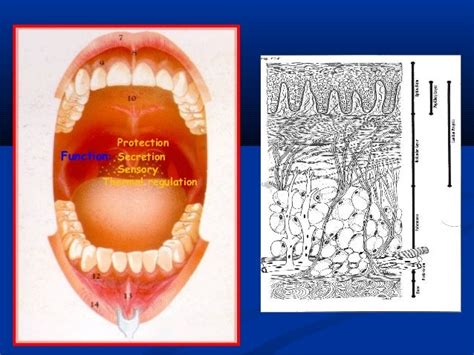 Oral mucosa