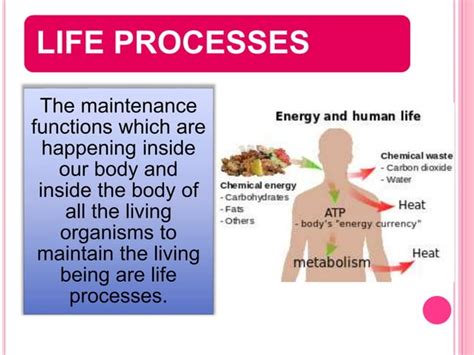 Life process