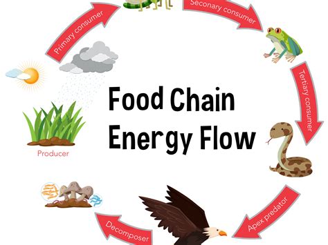 Feeding relationships in ecosystems | Trophic levels | Food webs & chains