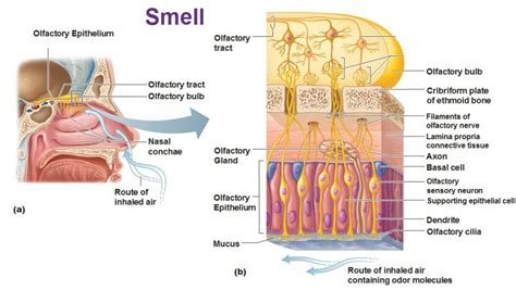 smell olfaction epithelium cilia olfactory sensory neurons and basal ...