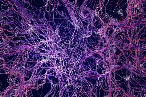 Neurons In The Brain