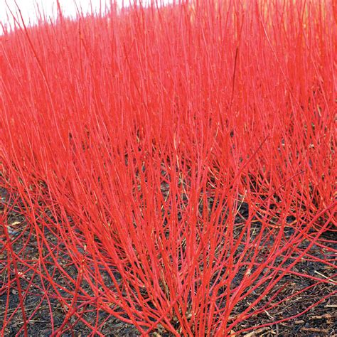 Cardinal Red Twig Dogwood Hedge | Buy Shrubs from Gurney's