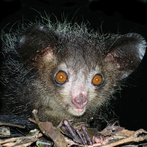 File:Aye-aye at night in the wild in Madagascar.jpg - Wikimedia Commons