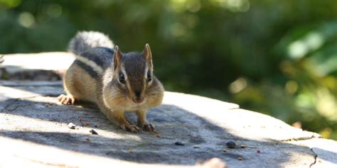 Can You Eat Chipmunk, or Will it Make You Ill?