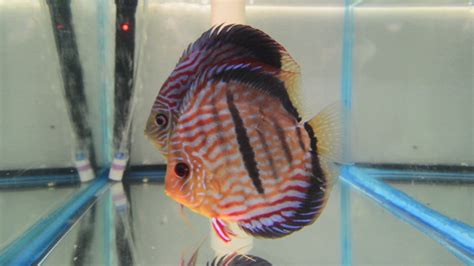 Dr. Teoh Red Heckel x Red Turquoise Discus Breeding Pair With Fry - YouTube