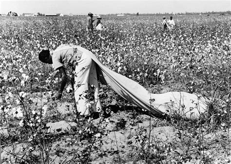 Cotton Picker, 1938 Photograph by Granger - Pixels