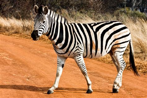 Free photo: Strutting Zebra - Africa, Striped, Reserve - Free Download - Jooinn