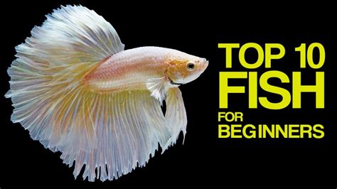 Most Popular Aquarium Freshwater Fish for Beginners - Pet Site - How to care for your pet