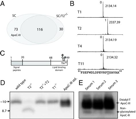 GalNAc-T2 controls O-glycosylation of ApoC-III in HepG2 cells. (A) Venn ...