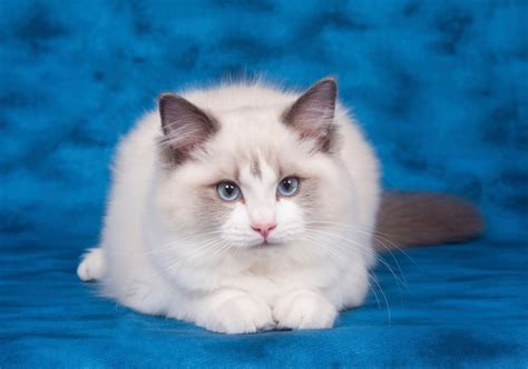 The Best Cat Breed for You