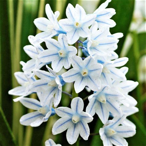 Striped Squill (Pushkinia) – Easy To Grow Bulbs