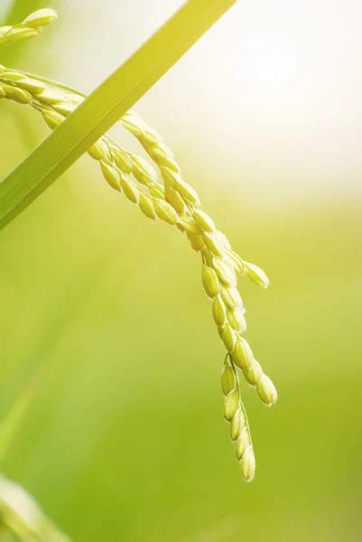 Paddy rice harvest — Stock Photo © Ansonde #1808577