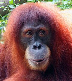 Why Are Orangutans Endangered? - Current Results