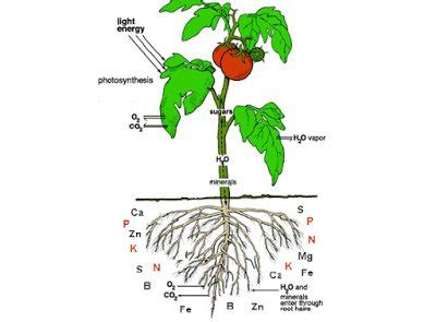 16 Essential plant nutrients classification and sources - Basic ...