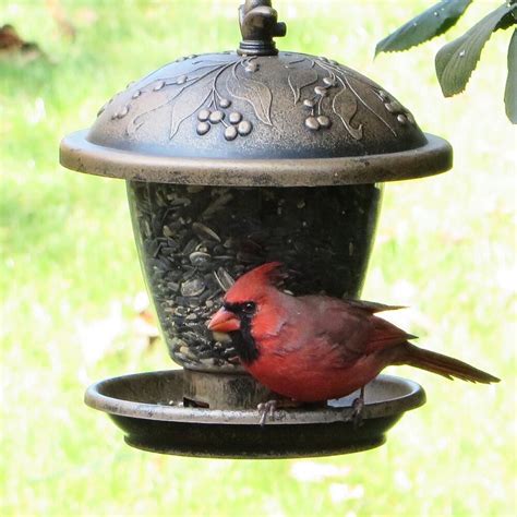 Six Squirrel Proof Feeders for Cardinals That Really Work