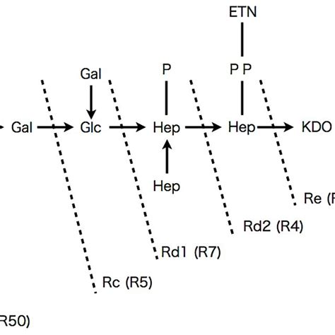 Structure of the LPS of the Salmonella enterica strains used in this... | Download Scientific ...