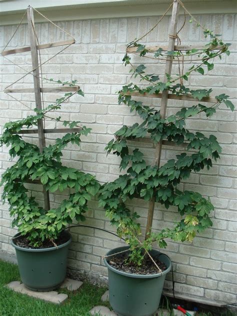 17 Best images about Growing Hops on Pinterest | Minnesota, Publisher clearing house and Sprouts