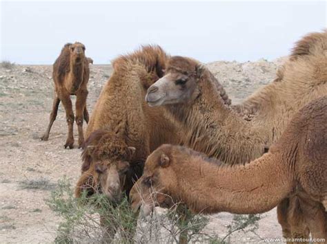 Uzbekistan Ecotourism: Uzbekistan Wildlife Adventures