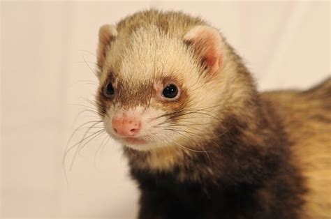 Ferret Names - Browse Thousands Of Ferret Names | Name Your Pets