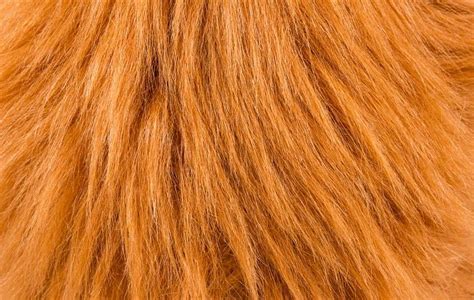 Imports of raw animal hair rise by 30.39% - Fibre2Fashion