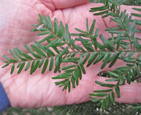 Western Hemlock - Tree Guide UK - Western Hemlock tree identification