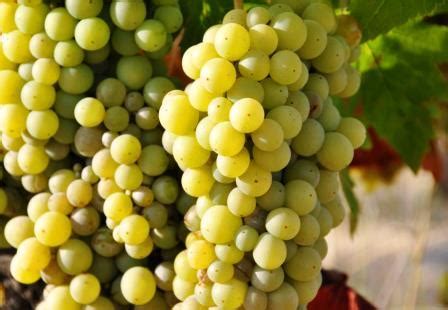 white bordeaux grapes | The Wine Cellar Insider