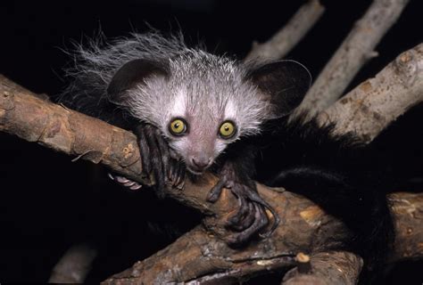 Study with aye-ayes and slow loris finds that prosimians prefer alcohol