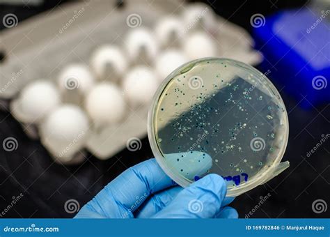 Bacterial Contamination in Egg Stock Photo - Image of bacteria ...