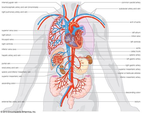 circulatory system - Students | Britannica Kids | Homework Help