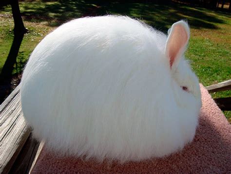 Chingum — Discover Curiosities: Angora Rabbit | The Most Fluffy Rabbit