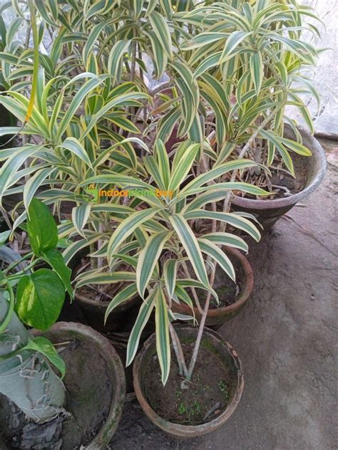 SONG OF INDIA PLANT-PLEOMELE - Indoor Plants Buy