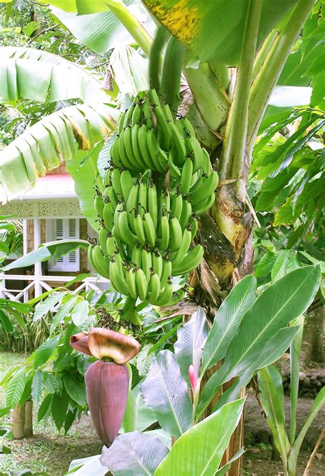 Manfaat Pohon Pisang: Benefits of banana trees