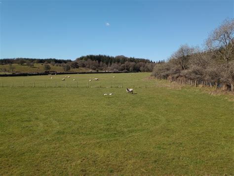 Sheep with lambs © Jim Smillie :: Geograph Britain and Ireland