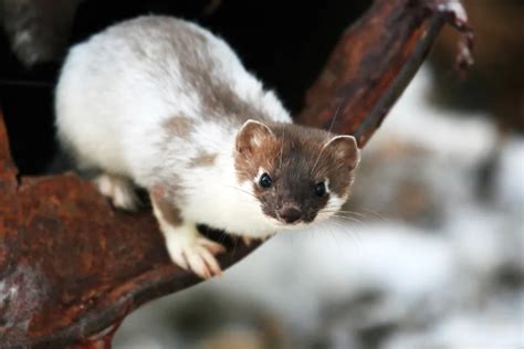 Ermine - Facts, Size, Diet, Pictures - All Animal Facts