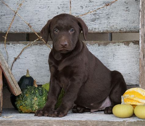 AKC Registered Chocolate Labrador Retriever Puppy For Sale Sugarcreek – AC Puppies LLC