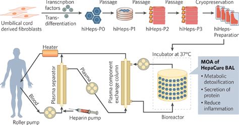 Trials of first-in-class bioartificial liver indicate potential