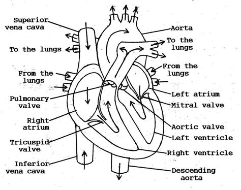 Heart Simple Drawing at PaintingValley.com | Explore collection of Heart Simple Drawing