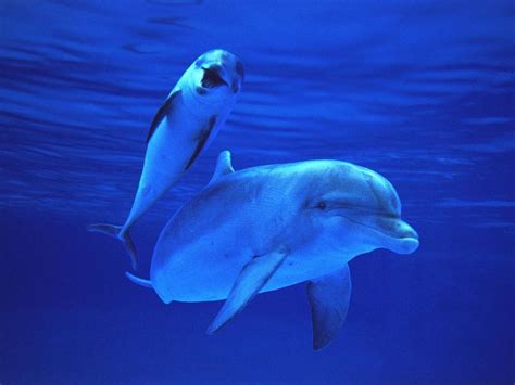 33 Facts About Baby Dolphins That Make Us Go ‘Awww’ | Always Pets