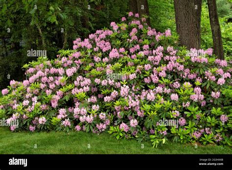 Very large evergreen Rhododendron shrub (Rhododendron maximum) in full ...