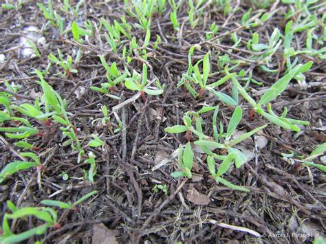 Prostrate Knotweed | Purdue University Turfgrass Science at Purdue University