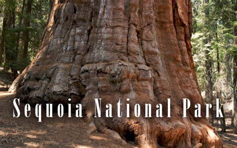 Sequoia National Park – Natural Wonder | DinoAnimals.com