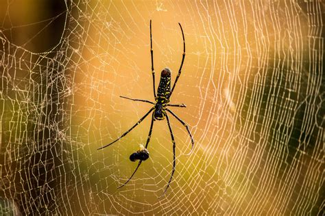 Spider Web - PixaHive