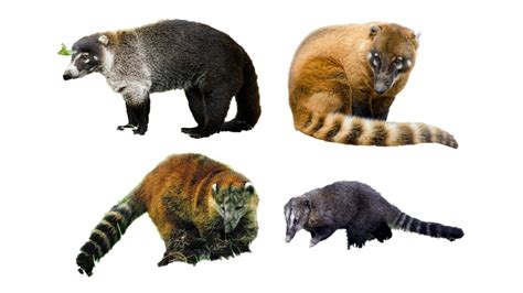 4 Types of Coati | Coatis of the World | Family: Procyonidae, Genus ...