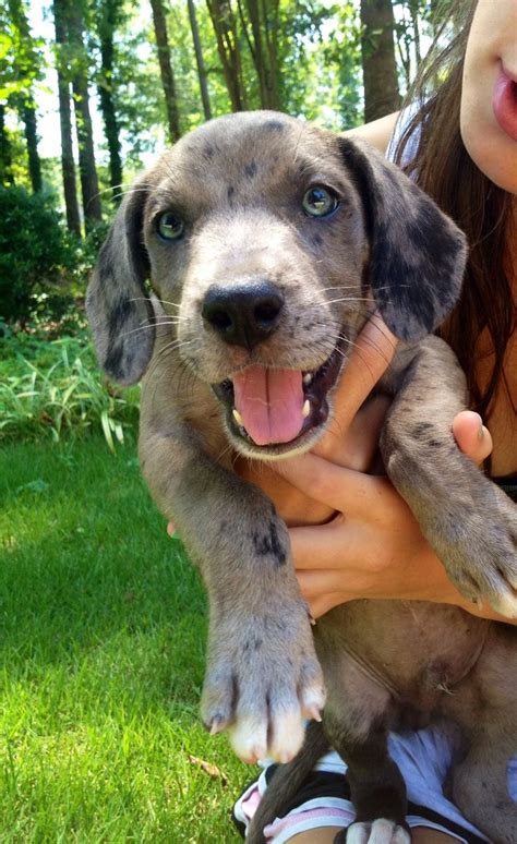 Lab + blue heeler mix puppy! So cute | Silly animals, Pet dogs, Pets cats