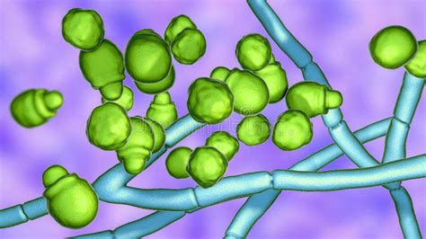 Microscopic Fungi Malassezia Furfur Stock Illustration - Illustration of foot, pityriasis: 167890151