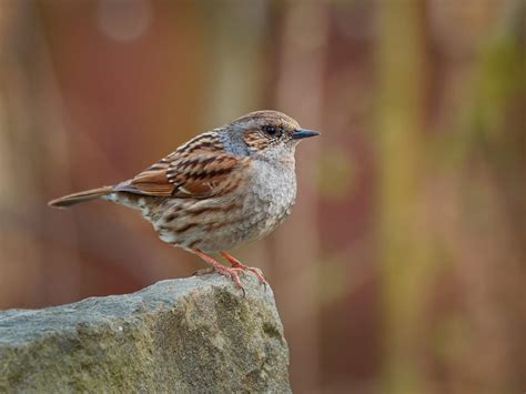 Dunnock Nesting: A Complete Guide | Birdfact