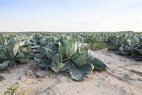 Field with cabbage 9450731 Stock Photo at Vecteezy