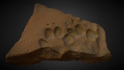 Tegula with dog paw print (RAMS00386) - Download Free 3D model by Hendrik Hameeuw ...